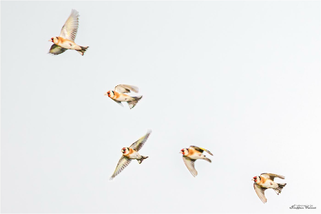  European Goldfinch, Stieglitz, stillits (Carduelis carduelis)