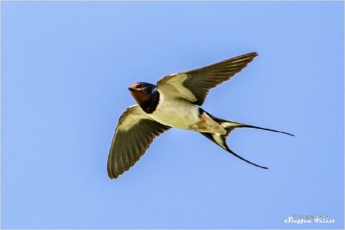 Barn swallow, Rauchschwalbe (auch Hausschwalbe, Gabelschwalbe), landsvale (Hirundo rustica)