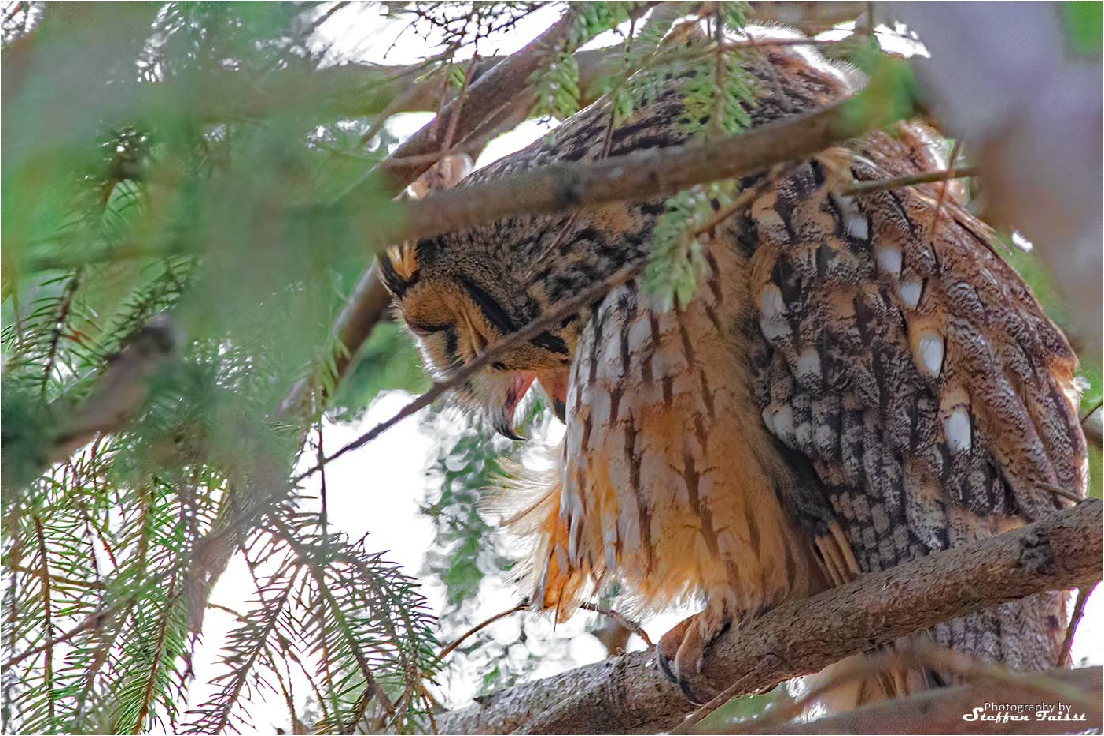 Long-eared owl, Waldohreule, skovhornugle