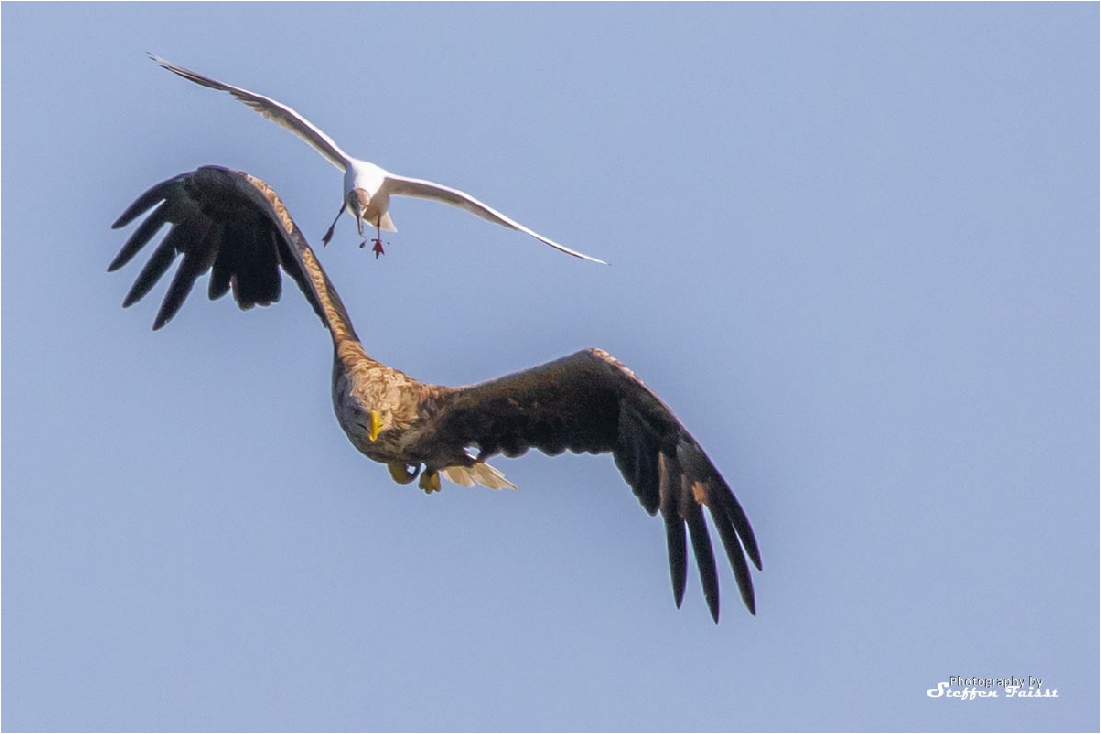 Black-headed gull mobbing a White-tailed eagle, Lachmöve mobbt einen Seeadler, hættemåge mobber en havørn  (Chroicocephalus ridibundus and Haliaeetus albicilla)