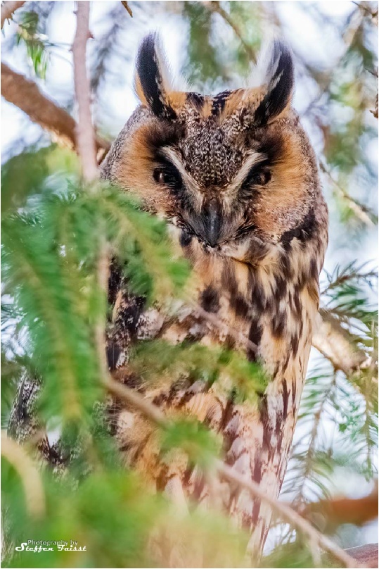 Long-eared owl, Waldohreule, skovhornugle