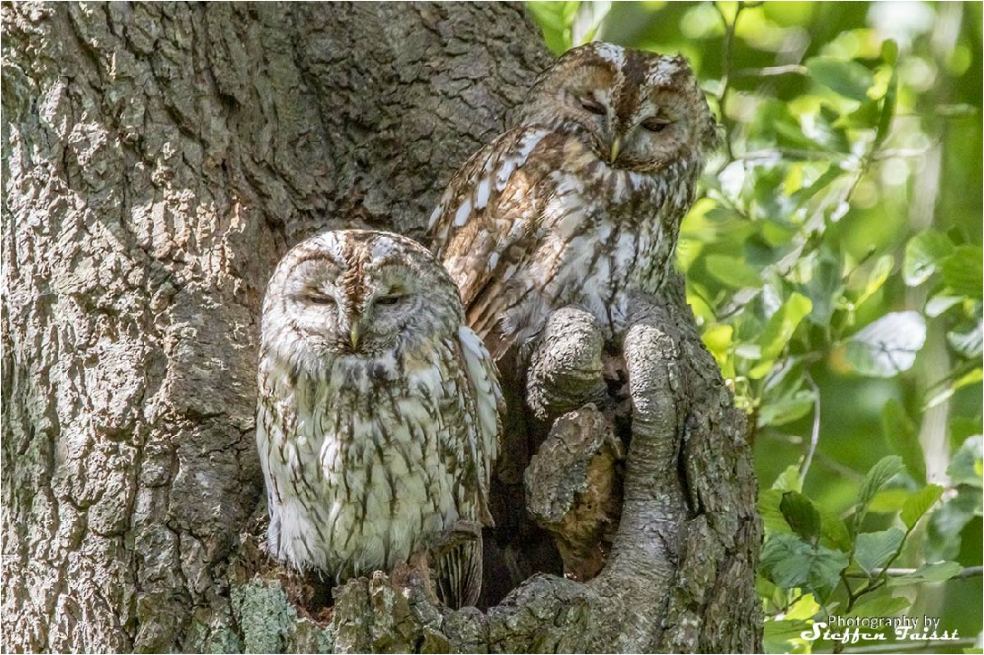 Brown owl or tawny owl, Waldkauz, natugle