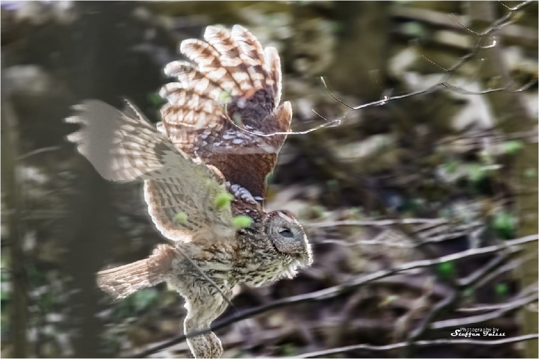 Brown owl flying, Waldkauz fliegend, natugle flugt