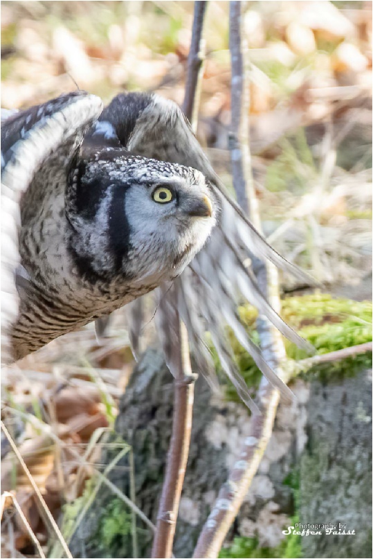 Northern hawk-owl, Sperbereule, høgeugle