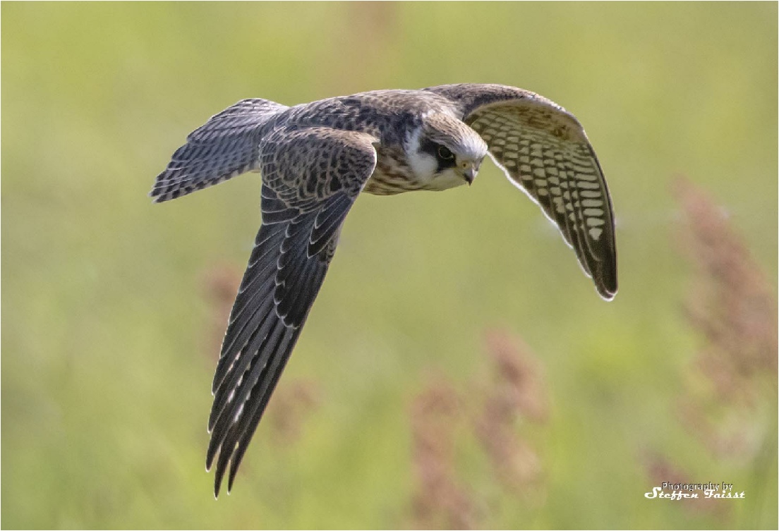 Red-footed falcon, Rotfussfalke, aftenfalk (Falco vespertinus)