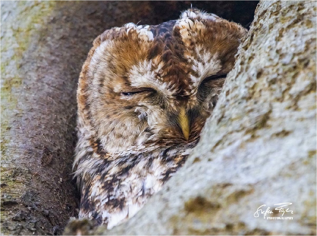 Brown owl or tawny owl, Waldkauz, natugle