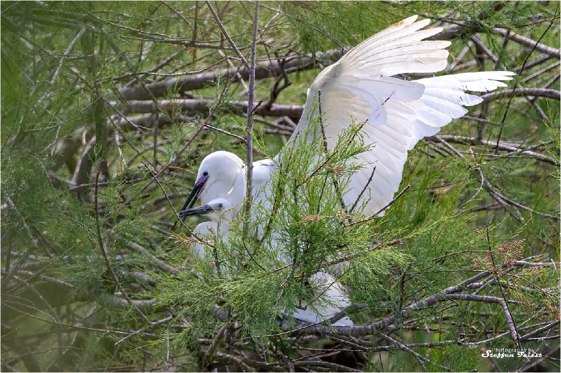 Little Egret, Seidenreiher, silkehejre (Egretta garzetta)