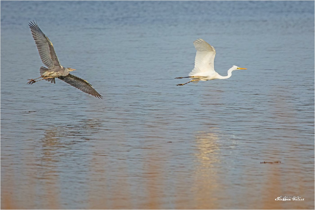 Great White Egret, Silberreiher, sølvhejre (Ardea alba)