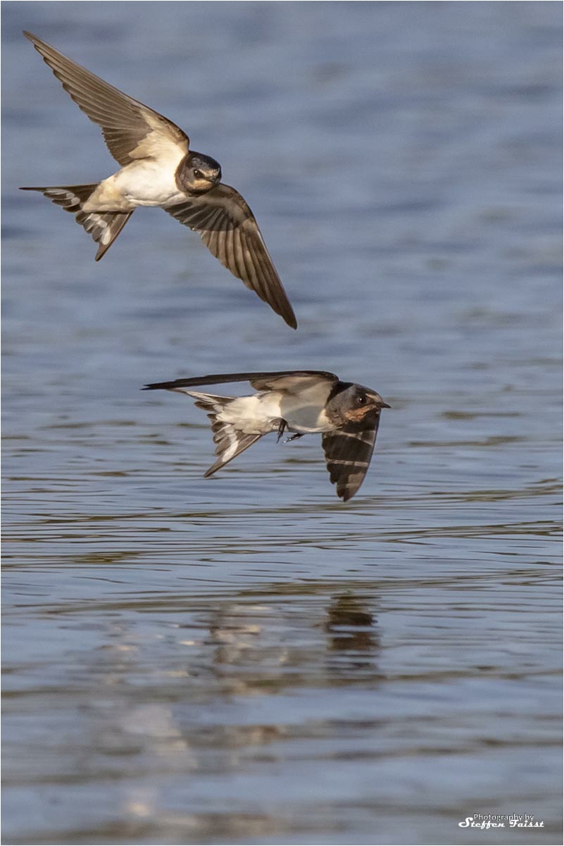 Barn swallow, Rauchschwalbe (auch Hausschwalbe, Gabelschwalbe), landsvale (Hirundo rustica)