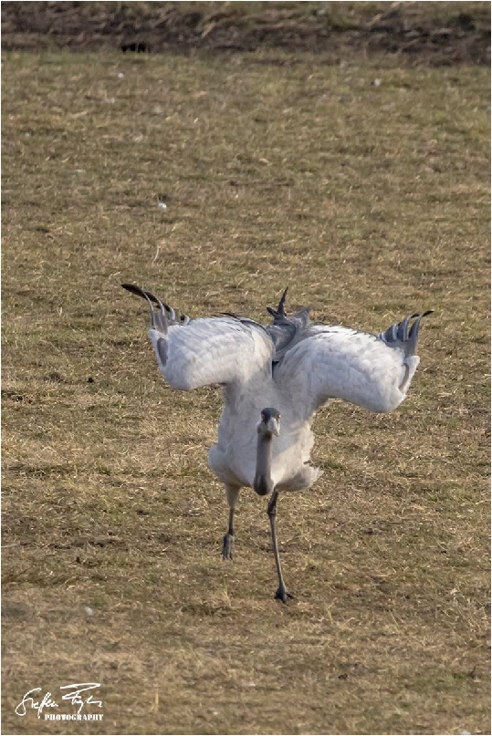 Dancing crane, tanzende Kranich, dansende trane (grus grus)