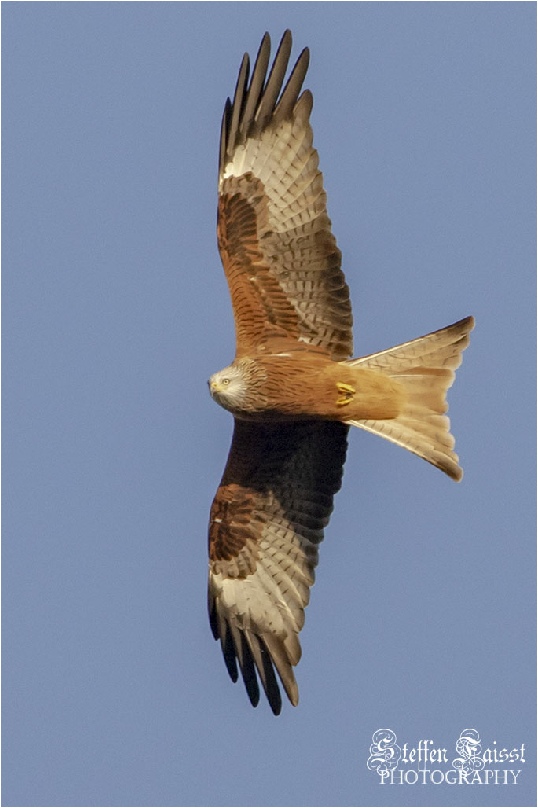 Red kite, Rotmilan (auch Gabelweihe oder Königsweihe), rød glente (Milvus milvus)